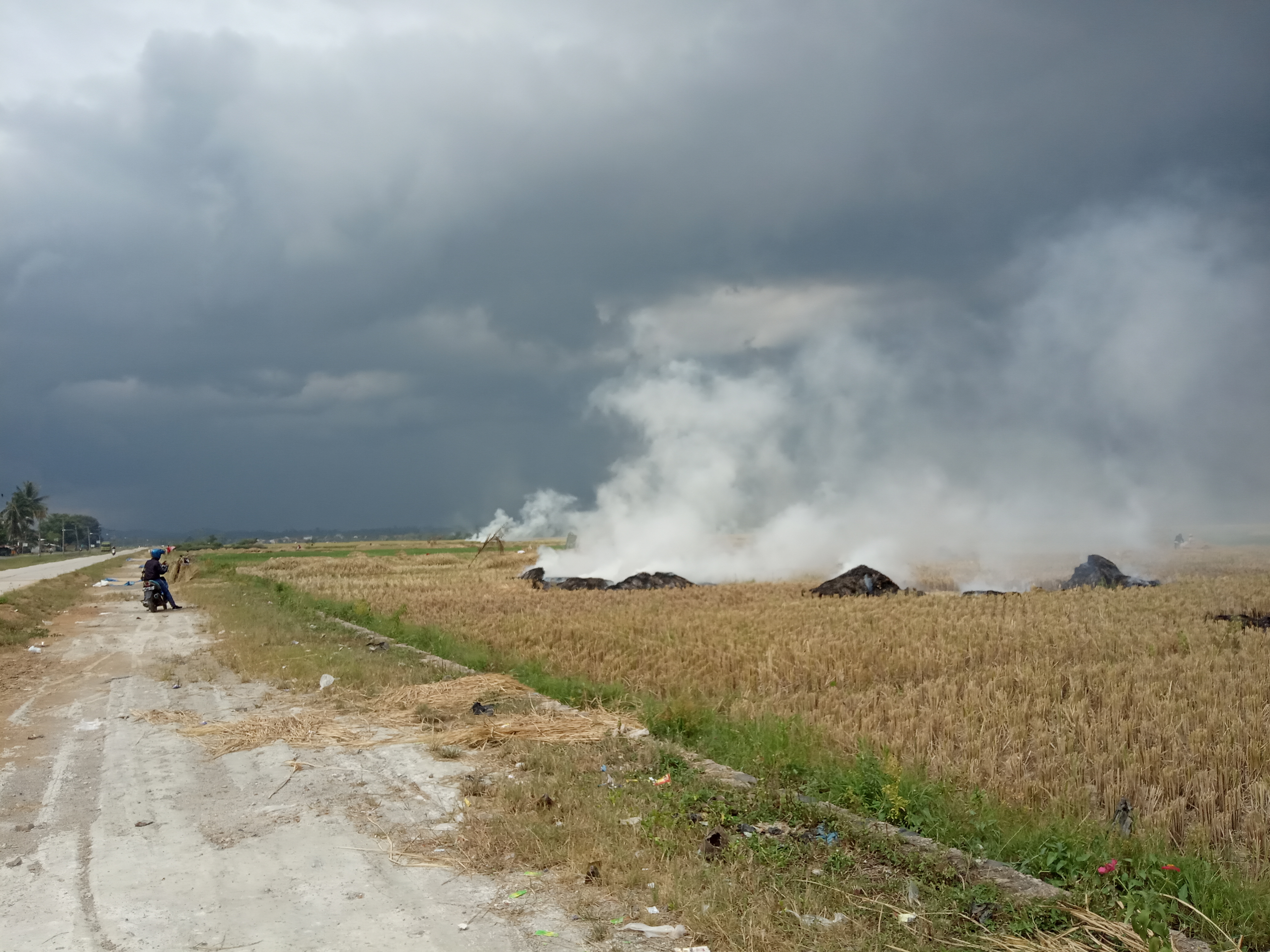 Pembakaran jerami Padi di pesawahan akses jalur dua menuju kompleks perkantoran Pemkab Pringsewu