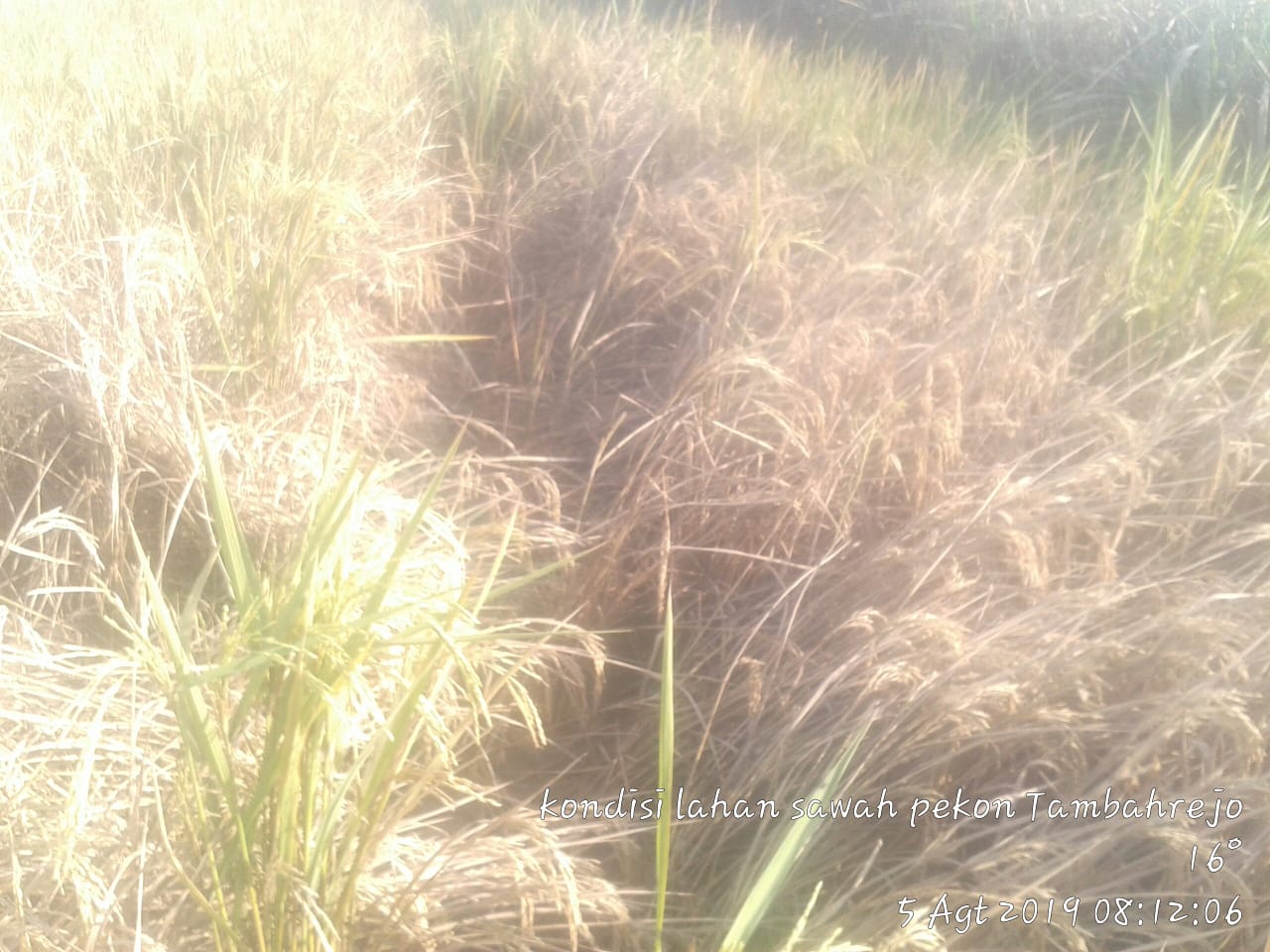 Beginilah, kondisi tanaman padi di wilayah pekon tambahrejo yang terserang hama wereng dan rusak berat