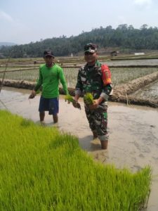 Sukseskan Swasembada Pangan Nasional Peltu Parji Kesawah Bantu Petani