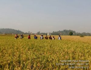 Serangan WBC Muncul, Poktan di Waluyojati Gandeng PPL dan POPT Gerdal