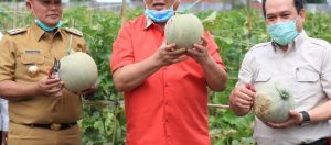 Nanang-Sudin panen Melon Perdana di kebun Edukasi Rumah Dinas Bupati