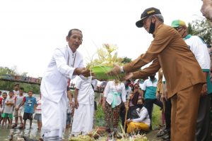 Hadapi MT, Petani di Pringsewu Gelar Mapak Tuyo