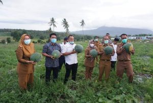 Nanang Ermanto Panen Buah Semangka, Bibit : Lima Bulan Dua Kali Panen