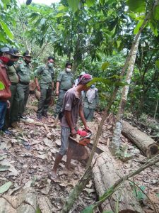 UPTD Tahura WAR Musnahkan BB Sonokeling Hasil Ilegal Loging
