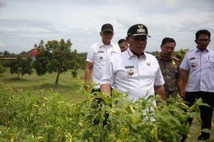 Bupati Lampung Selatan Tinjau Progres Program Petani Milenial