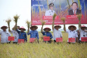 Ketua Komisi IV DPR RI Bersama Bupati Lampung Selatan Panen Raya Padi dan Bagi-bagi Bantuan di Sragi