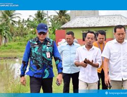 Padi Biosalin, Inovasi Cerdas Ubah Tambak Asin Jadi Sawah Produktif di Lampung Selatan