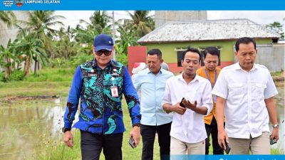 Padi Biosalin, Inovasi Cerdas Ubah Tambak Asin Jadi Sawah Produktif di Lampung Selatan